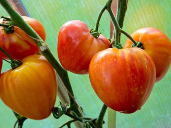 Charakteristika a popis paradajok Obľúbená dovolenka