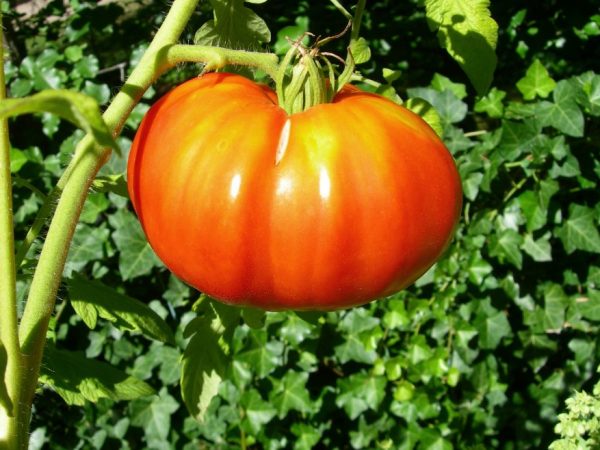 Charakteristika mazarínových paradajok