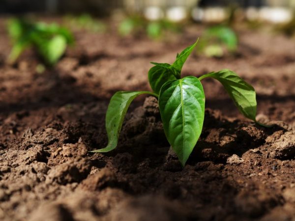 Plantando pimiento en el camino de Oktyabrina Ganichkina.
