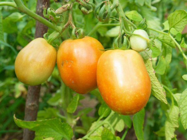 Popis paradajkového oranžového zázraku