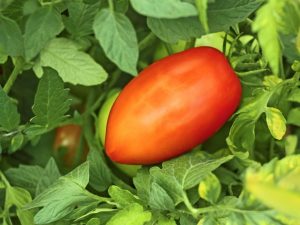Charakteristika odrody paradajok Pepřovitý Giant