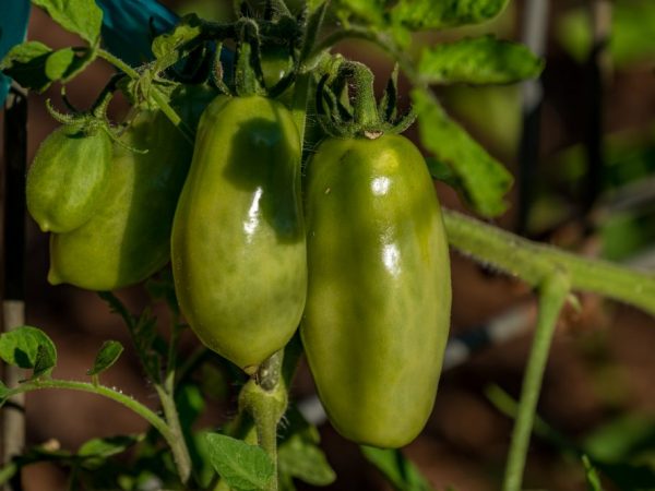 Existuje veľa odrôd Pepper Tomatoes