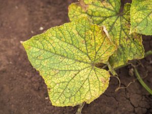 Peronosporóza uhoriek a spôsoby riešenia