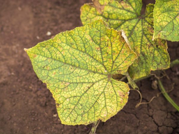 Peronosporóza uhoriek a spôsoby riešenia