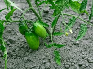 Listy sadeníc paradajok sú zvlnené