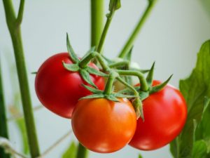Charakteristika odrody paradajok Darček