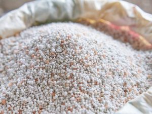 Top dressing paradajka s ľadom