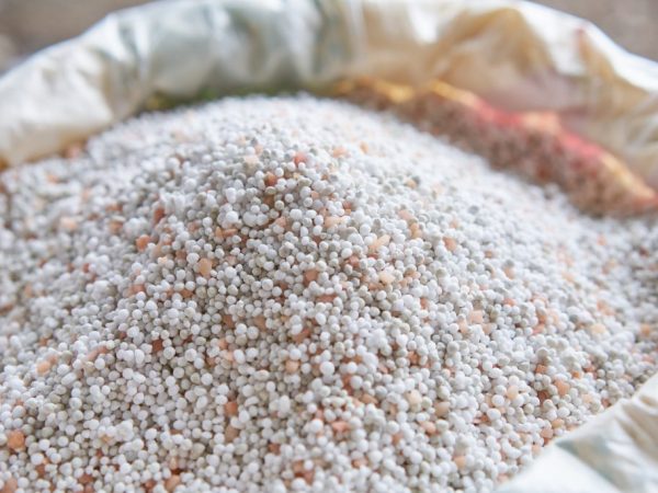 Top dressing paradajka s ľadom