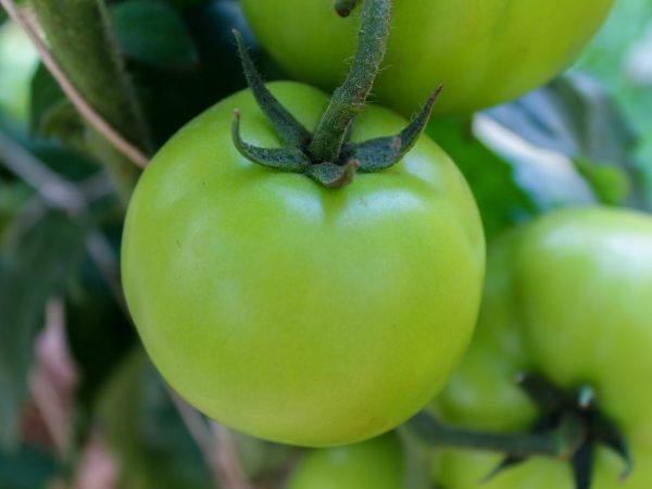 Vrchný dressing z paradajok počas plodenia
