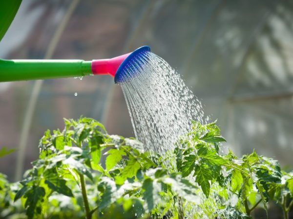 Roztok sódy zvyšuje produktivitu rastlín