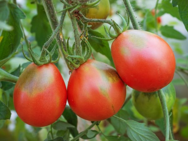 Odroda paradajok Puzata Hata