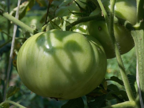 Ak chcete zlepšiť chuť ovocia, postupujte podľa odporúčaní