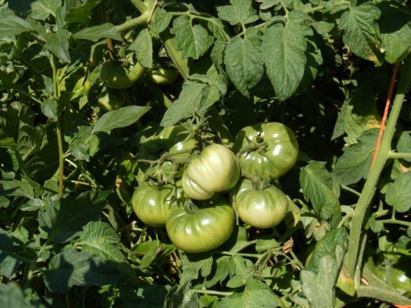 Vlastnosti odrody paradajok Rio Grande