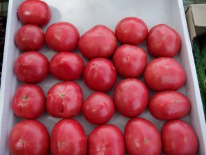 Popis a vlastnosti odrôd paradajok Pink Souvenir