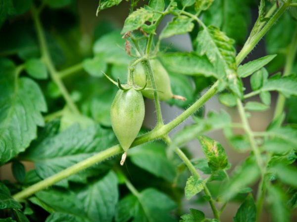 Cuidar los tomates no te causará ninguna dificultad.