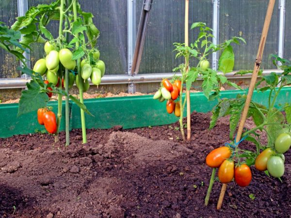 Las frutas son deliciosas