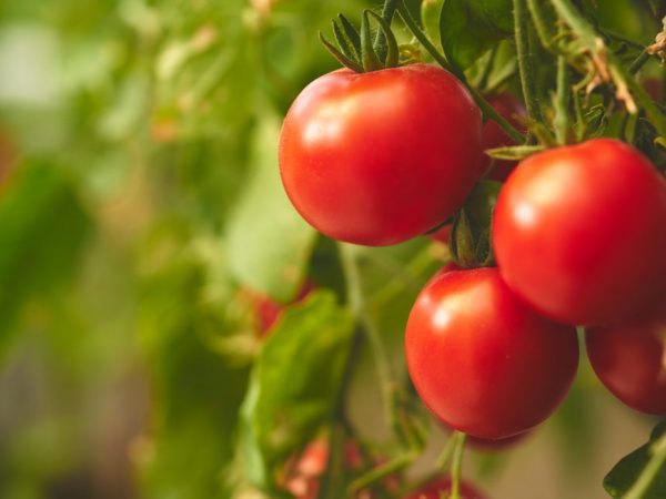 Popis sibírskeho skorého dozrievania paradajok