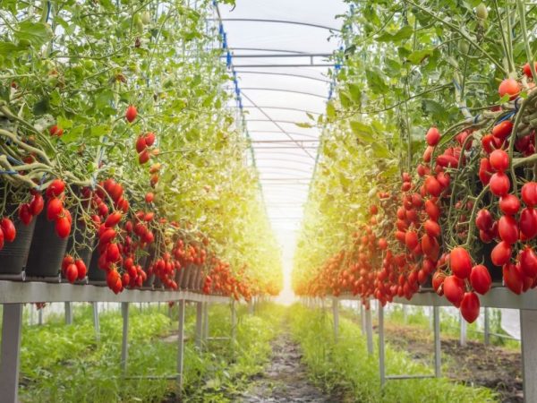 Charakteristika odrôd rajčiakov Sprut Cream