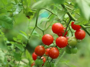 Charakteristika a popis paradajky Sweet Cherry