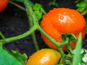 Charakteristika paradajkovej odrody Fat Jack