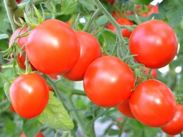 Užitočné hnojivá pre paradajky na otvorenom poli