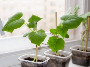 Zimné pestovanie uhoriek na parapete