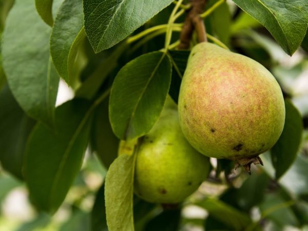Charakteristika odrody hrušky Belorusskaya neskoro