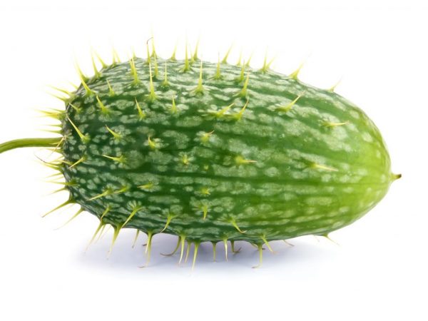 Šialená (divoká) uhorka
