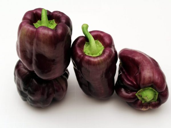 Veľká papa sladká paprika
