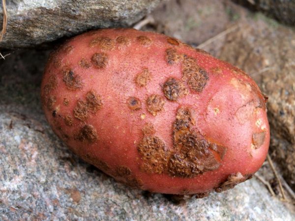 Plesňová choroba