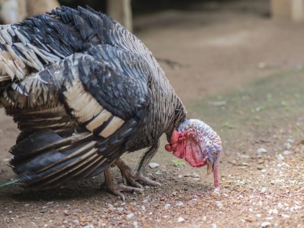 Vajcia tohto druhu moriek sú veľmi veľké