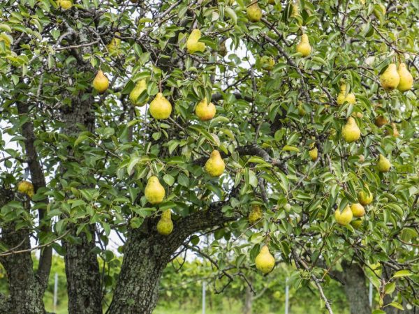Rastlina je stredne veľká. Koruna je široká, pyramídového tvaru