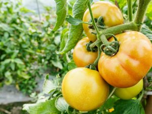 Charakteristika paradajok odrody Burrakerskie Lyubimtsy