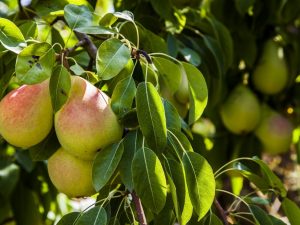 Charakteristika odrody hrušky Chizhovskaya