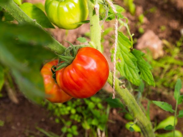 Charakteristika paradajok odrody Dachny Lyubimets