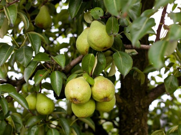 Charakteristika odrody hrušky Dessertnaya Rossoshanskaya