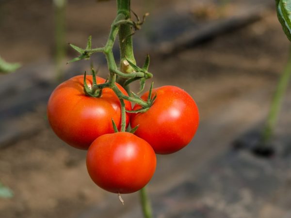 Charakteristika odrody paradajok Všeobecne
