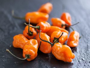 Charakteristika odrody papriky Habanero