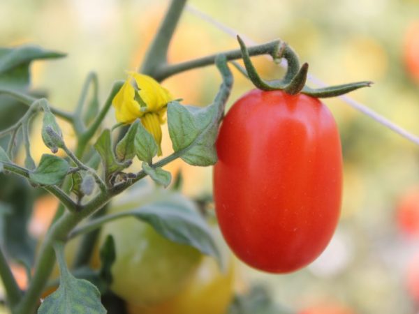 Charakteristika odrody paradajok Kaťuša