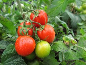 Popis Tomato Logane