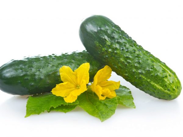 Popis odrody uhoriek Monisia