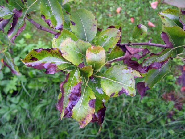 Choroba ničí väčšinu plodín