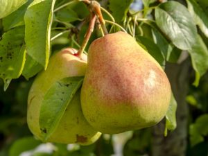 Charakteristika odrody hrušky Osennyaya Yakovleva