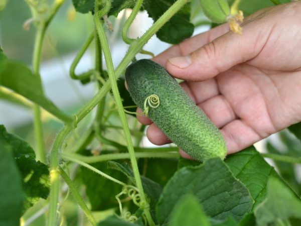 Charakteristika hybridných uhoriek Piknik