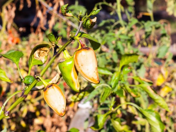 Kvety padajú a paprika sčernie
