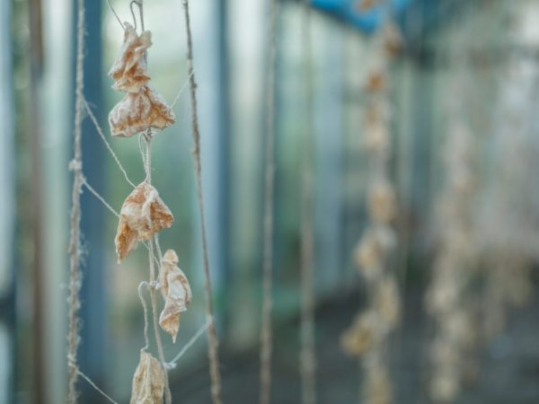 Fusarium môže zabiť všetky rastliny