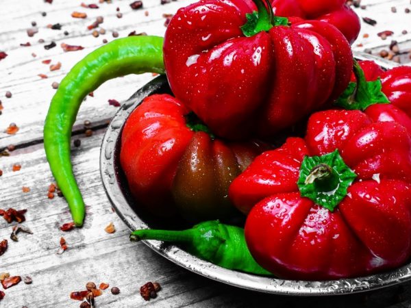 Charakteristika odrody papriky Ratunda