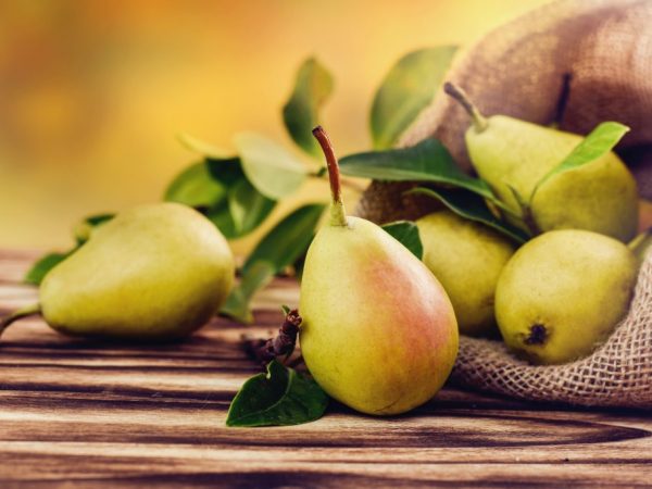 Charakteristika hruškovej odrody Samara beauty