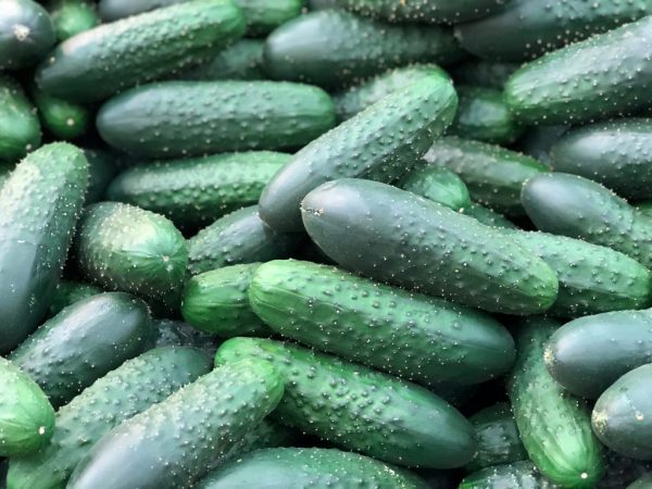 Charakteristika uhoriek Serpentin