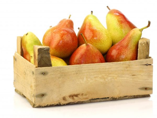 Včasné napájanie, kŕmenie, prerezávanie vám umožní získať dobrú úrodu
